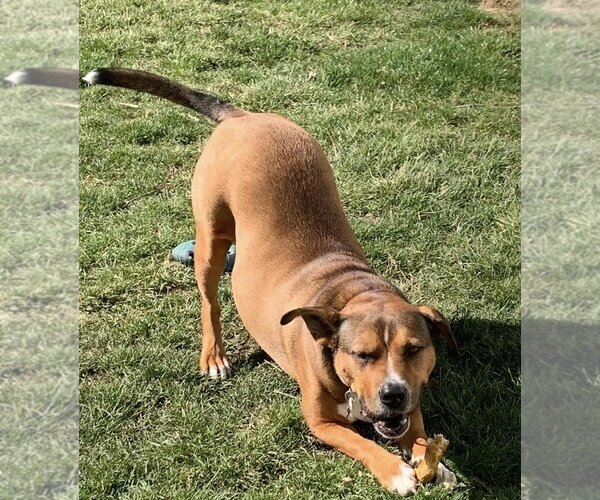 Medium Photo #4 American Pit Bull Terrier-Unknown Mix Puppy For Sale in Germantown, OH, USA