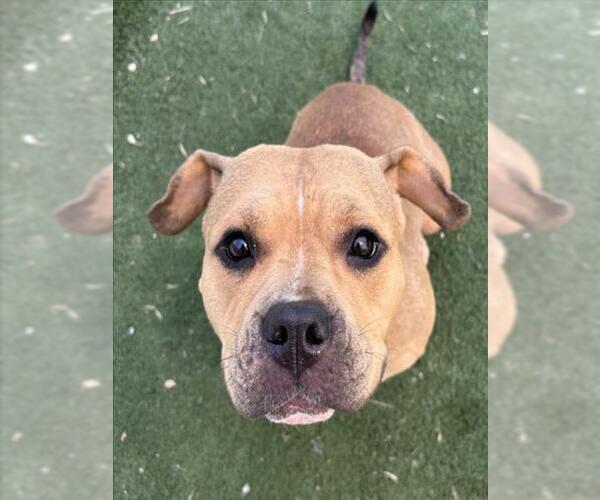 Medium Photo #1 American Pit Bull Terrier-Unknown Mix Puppy For Sale in Texas City, TX, USA