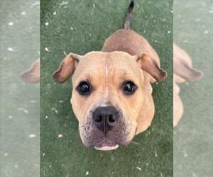 American Pit Bull Terrier-Unknown Mix Dogs for adoption in Texas City, TX, USA