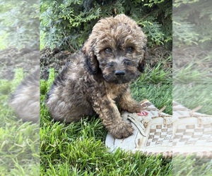 Whoodle (Miniature) Puppy for Sale in MIDDLEBURY, Indiana USA