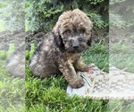 Image preview for Ad Listing. Nickname: Dolly