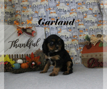 Small #1 Cavalier King Charles Spaniel