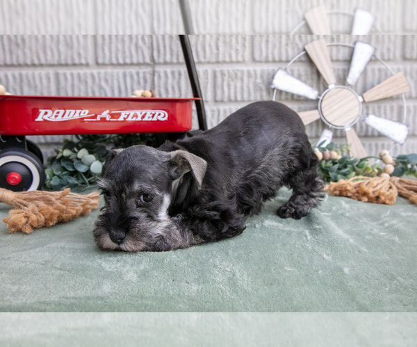 Medium Photo #12 Schnauzer (Miniature) Puppy For Sale in BALTIC, OH, USA