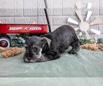 Small Photo #12 Schnauzer (Miniature) Puppy For Sale in BALTIC, OH, USA