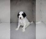 Puppy Cara Dune Sheepadoodle