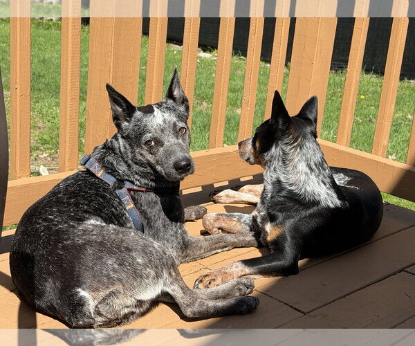Medium Photo #2 Mutt Puppy For Sale in Garden City, NY, USA