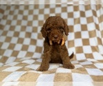 Small #6 Cockapoo (Miniature)