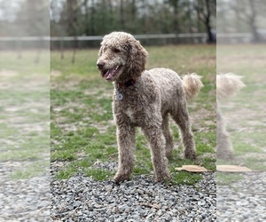 Poodle (Standard) Dogs for adoption in LOUISA, VA, USA