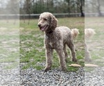 Small Photo #1 Poodle (Standard) Puppy For Sale in LOUISA, VA, USA