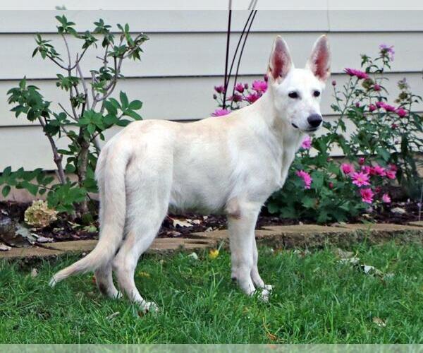 Medium Photo #3 - Mix Puppy For Sale in Hoffman Estates, IL, USA