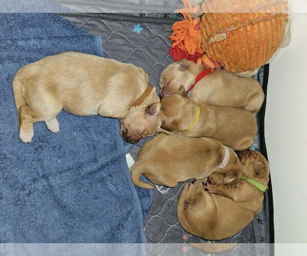 Medium Photo #1 Golden Retriever Puppy For Sale in VERONA, MO, USA
