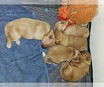 Image preview for Ad Listing. Nickname: Goldie