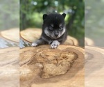 Small #9 Alaskan Klee Kai-Pomsky Mix