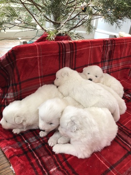 Medium Photo #9 Samoyed Puppy For Sale in ROCHESTER, NY, USA