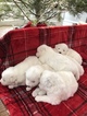 Small Photo #9 Samoyed Puppy For Sale in ROCHESTER, NY, USA