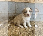 Small Photo #9 Australian Shepherd Puppy For Sale in BRYSON CITY, NC, USA