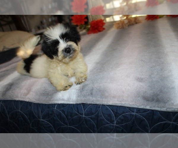 Medium Photo #1 Havanese Puppy For Sale in THAYER, KS, USA