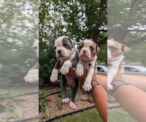 Olde English Bulldogge Puppy for Sale in AUSTIN, Texas USA