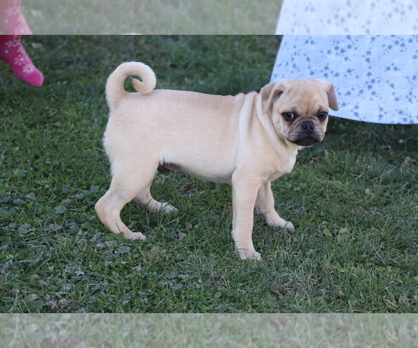 Medium Photo #3 Jug Puppy For Sale in SHILOH, OH, USA
