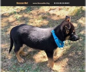 German Shepherd Dog Dogs for adoption in LOGANVILLE, GA, USA