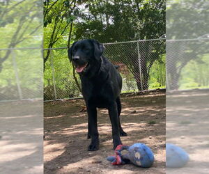 Golden Labrador Dogs for adoption in Lewistown, PA, USA