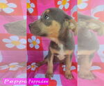 Small #2 Catahoula Leopard Dog-Labrador Retriever Mix