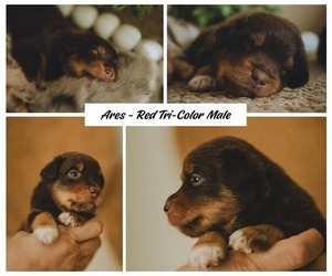 Miniature Australian Shepherd Puppy for sale in SARASOTA, FL, USA