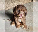 Puppy Puppy 2 Male Cavapoo