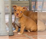 Small #1 Mutt