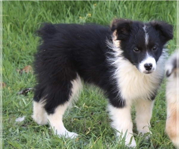 Medium Photo #2 Australian Shepherd Puppy For Sale in ACTON, CA, USA
