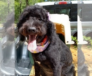 Goldendoodle Puppy for sale in HINCKLEY, MN, USA