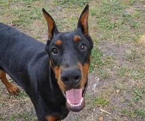 Doberman Pinscher Dogs for adoption in OAK GROVE, MO, USA