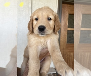 Golden Retriever Puppy for sale in OVALO, TX, USA