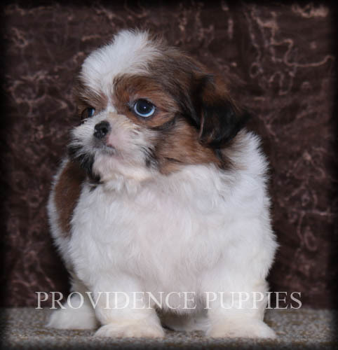 Medium Photo #11 Shih Tzu Puppy For Sale in COPPOCK, IA, USA