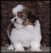 Small Photo #11 Shih Tzu Puppy For Sale in COPPOCK, IA, USA