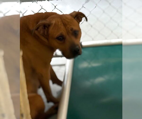 Medium Photo #1 Mutt Puppy For Sale in Tulsa, OK, USA