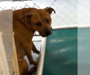 Mutt Dogs for adoption in Tulsa, OK, USA