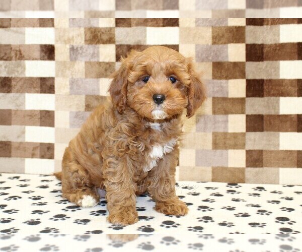 Medium Photo #4 Cavapoo (Miniature) Puppy For Sale in DENVER, PA, USA
