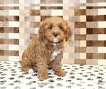 Small #3 Cavapoo (Miniature)