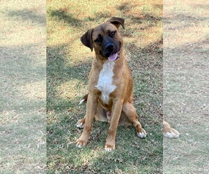 Mutt Dogs for adoption in Hesperia, CA, USA