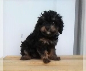 Cavapoo-Poodle (Miniature) Mix Puppy for sale in FREDERICKSBG, OH, USA