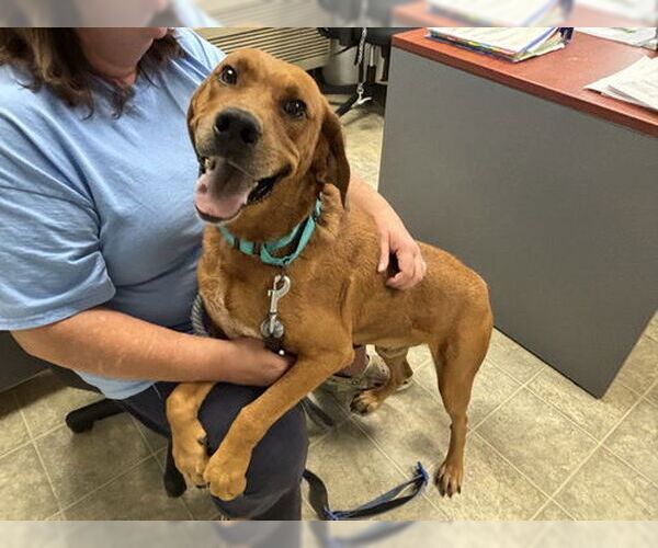 Medium Photo #16 Golden Retriever-Unknown Mix Puppy For Sale in Rustburg, VA, USA