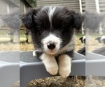 Small Photo #13 Border Collie Puppy For Sale in CAMAS, WA, USA