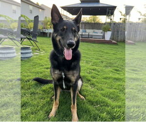 German Shepherd Dog Dogs for adoption in La Grange , NC, USA