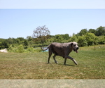 Small Photo #1 Great Dane Puppy For Sale in GOSHEN, IN, USA