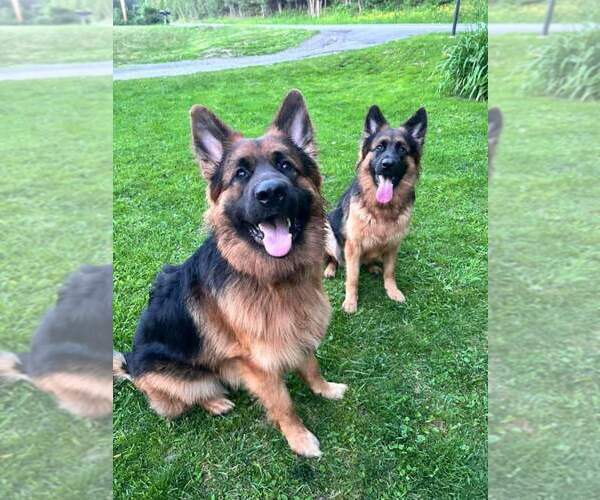 Medium Photo #33 German Shepherd Dog Puppy For Sale in LA FAYETTE, NY, USA