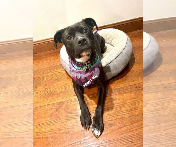 Medium Photo #7 American Staffordshire Terrier-Rottweiler Mix Puppy For Sale in Holly Springs, NC, USA