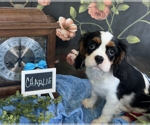 Cavalier King Charles Spaniel Puppy for Sale in ABILENE, Texas USA