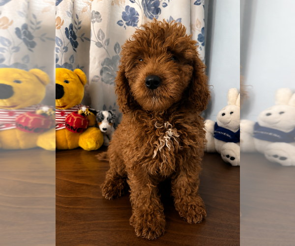 Medium Photo #7 Goldendoodle mix (+ Poodle Miniature) Puppy For Sale in DURHAM, CT, USA