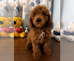 Small #6 Goldendoodle mix (+ Poodle Miniature)